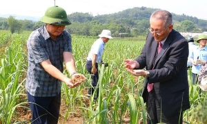 Cuộc cách mạng xanh, 