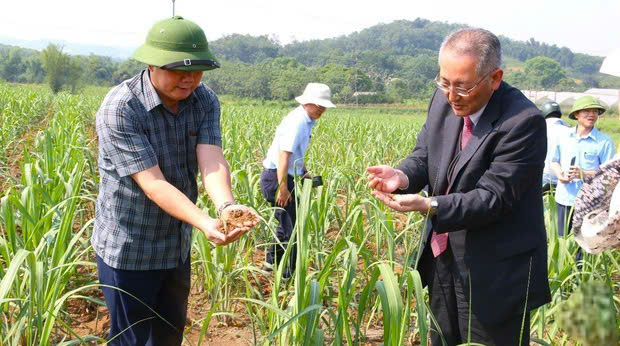 Chuyên gia Nhật Bản khảo sát trên thực địa. Ảnh Ngọc Lan