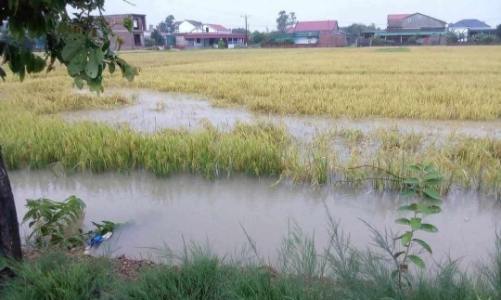 Mưa lớn bất thường, hơn 2.000ha lúa ở Hà Tĩnh ngập úng