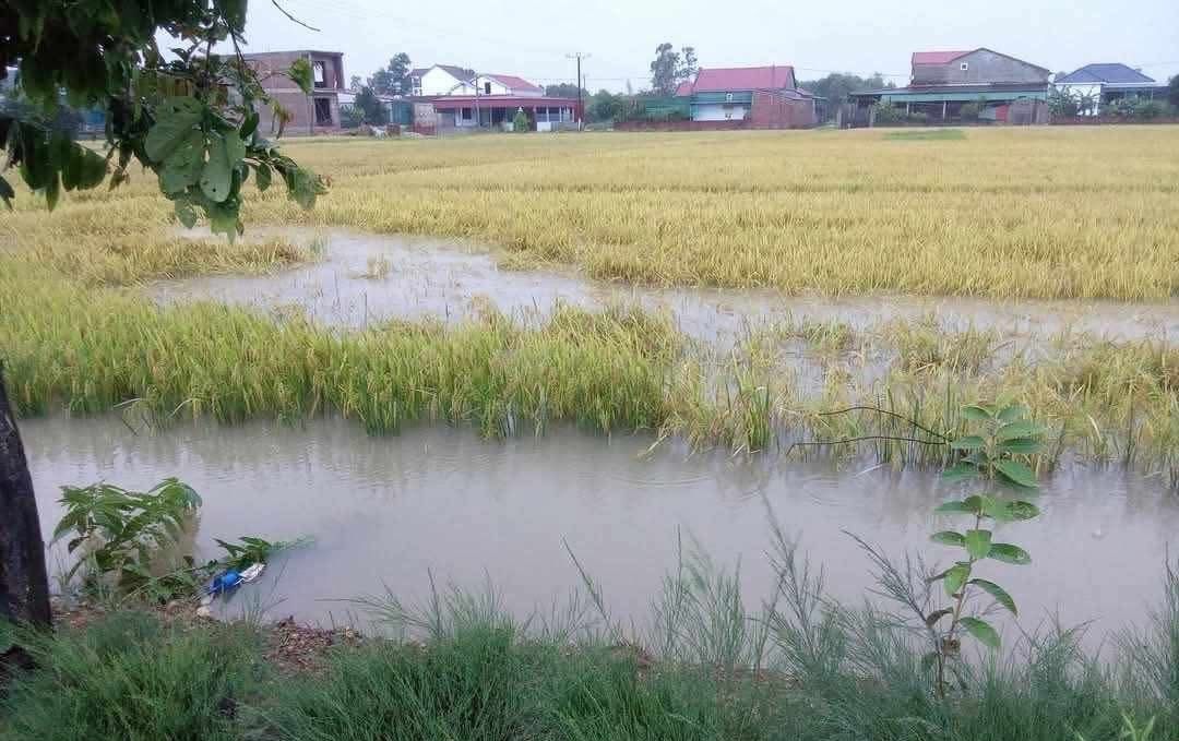 Mưa lớn kéo dài trong hai ngày 24 và 25/5 đã khiến 2.250ha lúa Xuân tại Hà Tĩnh chưa thu hoạch bị ngập nước