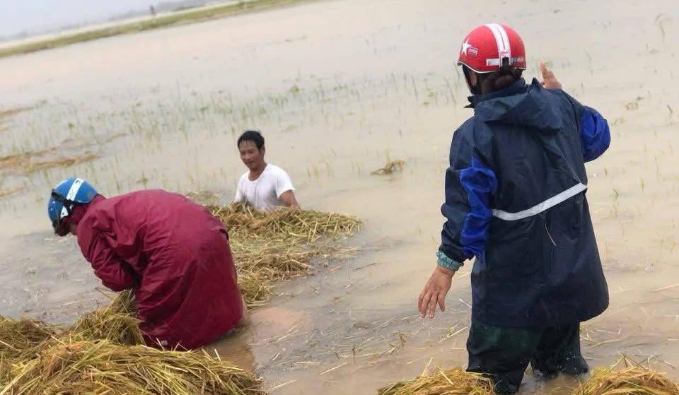  Nhiều người dân ở Hà Tĩnh vẫn dầm mình trong nước, để cứu diện tích lúa chưa kịp thu hoạch.