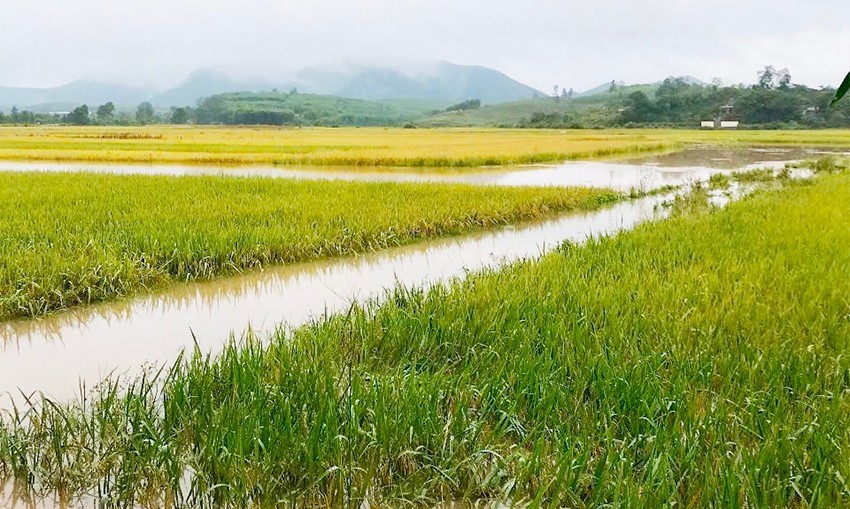 Hàng chục ha lúa xuân ở xã Đức Hương (Vũ Quang) đối mặt với nguy cơ mất trắng do bị ngập sâu. Ảnh Văn Chung