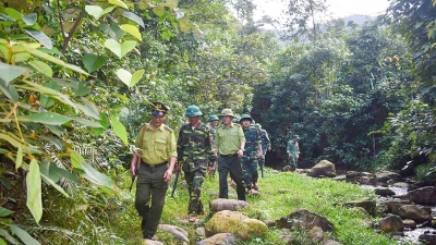 Vietnam classified as a “low-risk” country under EU deforestation law