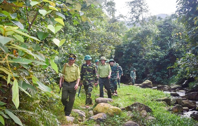 Vietnam classified as a “low-risk” country under EU deforestation law