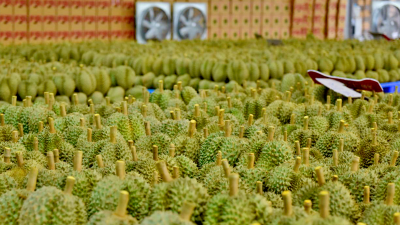 PM directs to boost sustainable durian production and export 