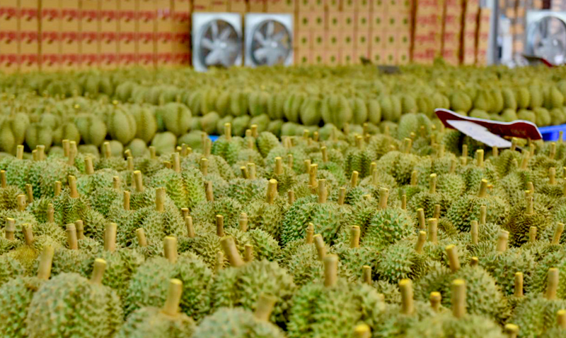 PM directs to boost sustainable durian production and export 