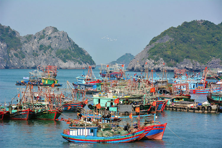 Ảnh minh họa 