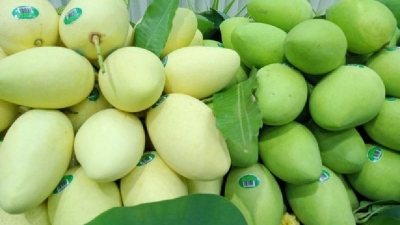 Vietnamese mangoes account for 97% of China's mango import market share