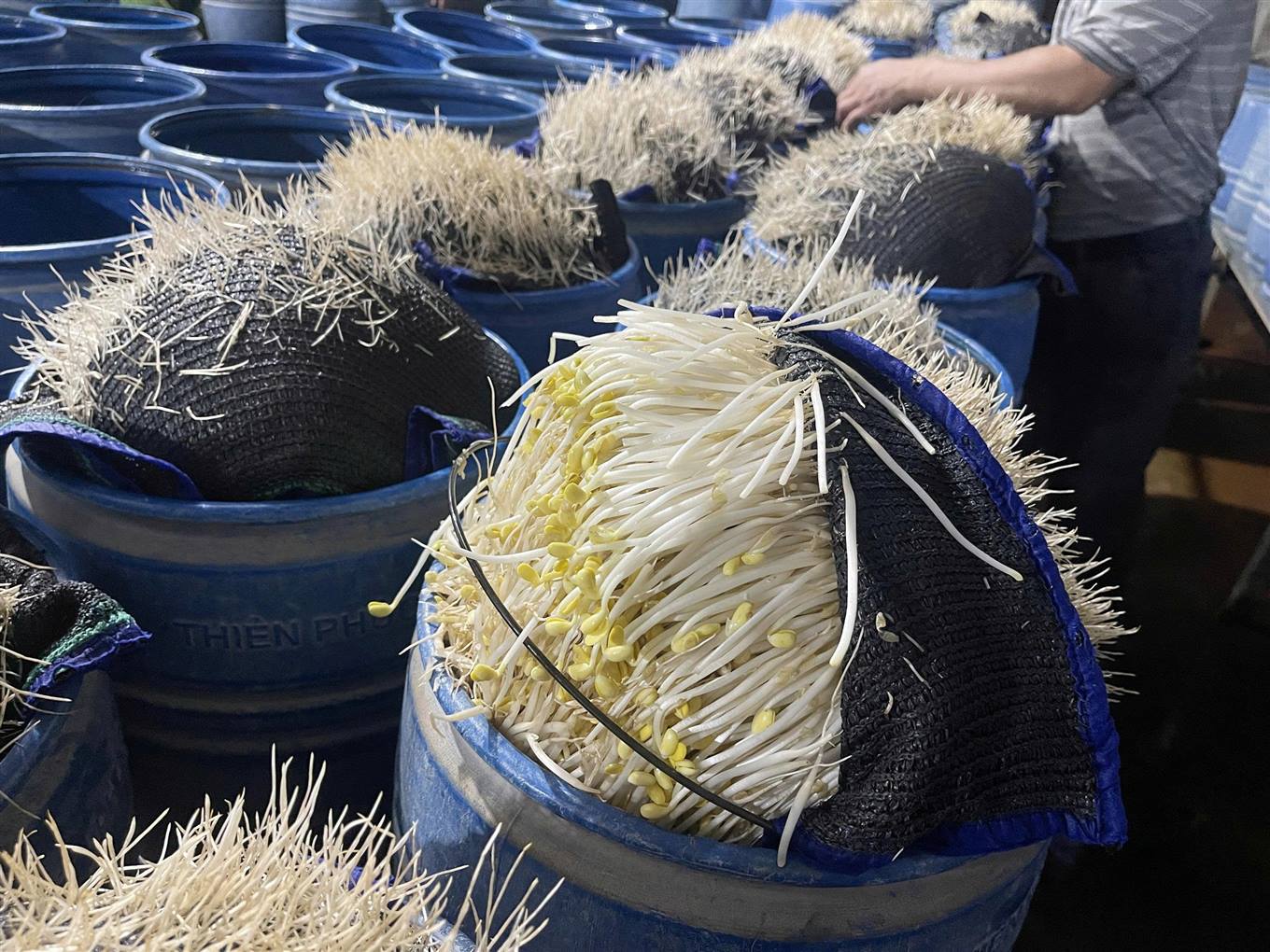 Giá đỗ thành ph&acirc;̉m sắp xu&acirc;́t bán tại cơ sở vi phạm&nbsp;