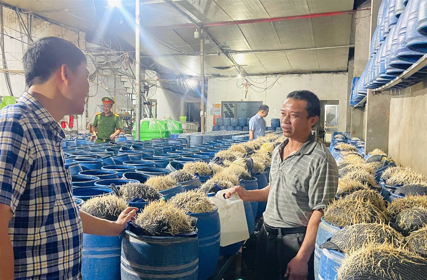 Xưởng sản xuất giá đỗ có dùng hóa chất độc hại bị phát hiện tại Lào Cai