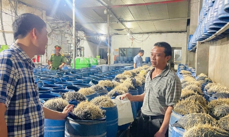 Xưởng sản xuất giá đỗ có dùng hóa chất độc hại bị phát hiện tại Lào Cai