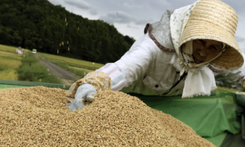 Nhật Bản lại xả dự trữ để “hạ nhiệt” giá gạo
