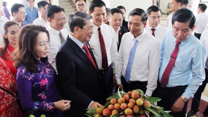 Bac Giang lychee ready for export 