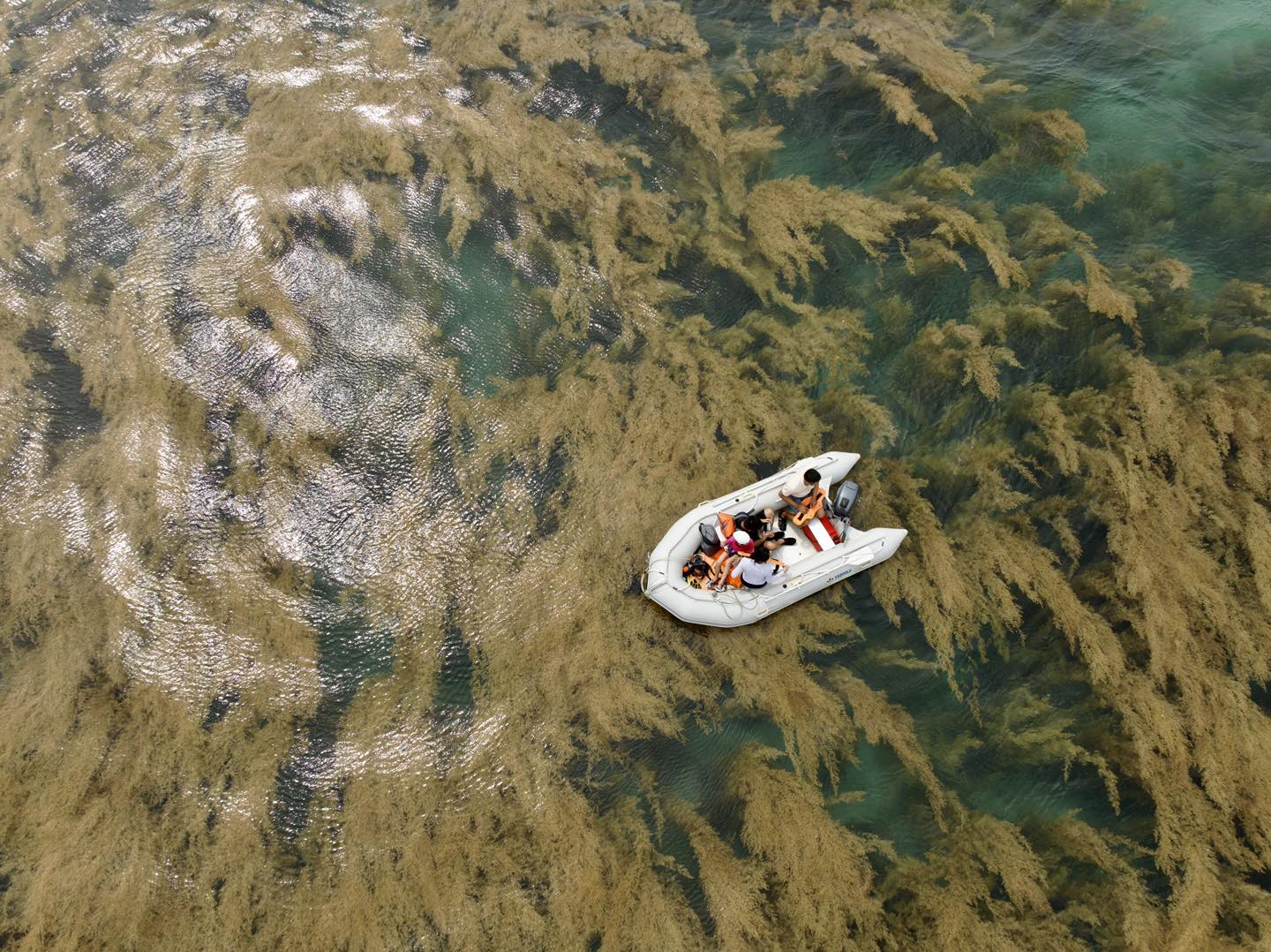 Rong mơ ở Vịnh Đầm Tre, Vườn Quốc Gia Côn Đảo.