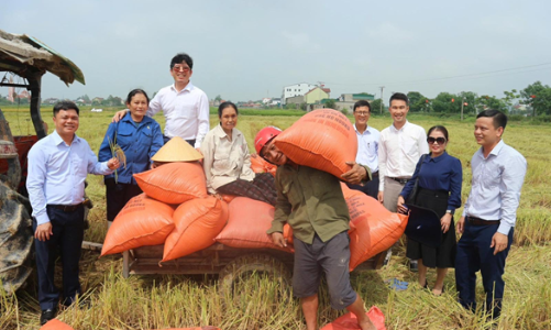 Tiềm năng giảm phát thải, tạo tín chỉ carbon từ ứng dụng công nghệ tưới AWD trong canh tác lúa