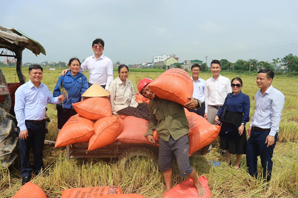 Thu hoạch lúa phát thải thấp tại Nghệ An ngày 28/05/2025.