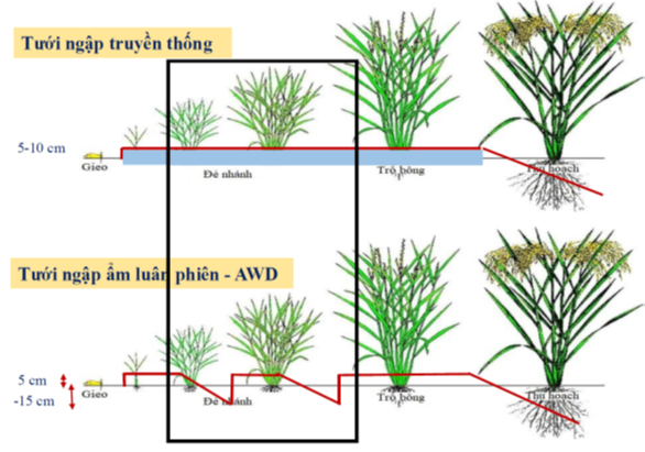 M&ocirc; h&igrave;nh tưới ngập truyền th&ocirc;ng v&agrave; m&ocirc; h&igrave;nh tưới ngập kh&ocirc; xen kẽ AWD.