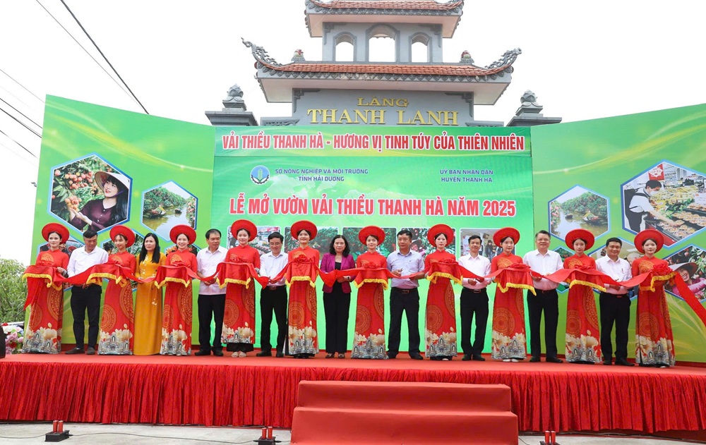 Cắt băng mở vườn vải thiều Thanh Hà.