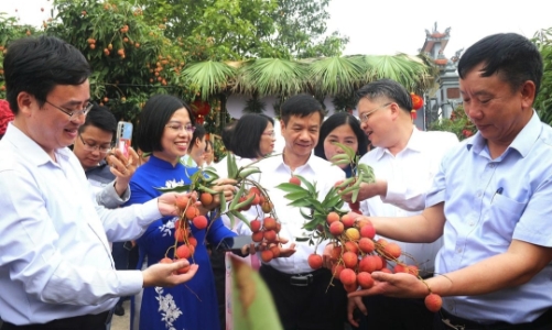 Hải Dương mở vườn vải thiều Thanh Hà 2025