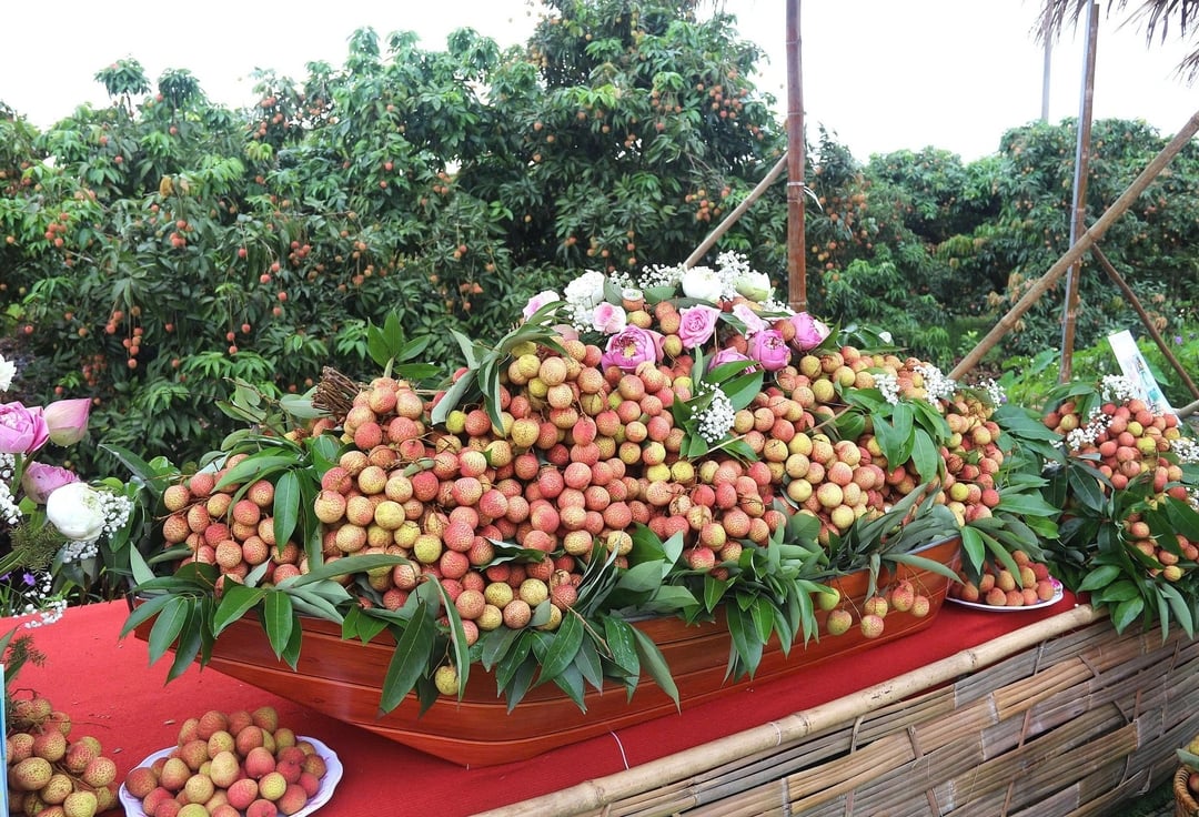 Sản phẩm vải thiều Thanh H&agrave; vừa thu hoạch.