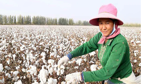 Sợi bông Việt Nam có nguy cơ bị áp thuế tự vệ tại Indonesia