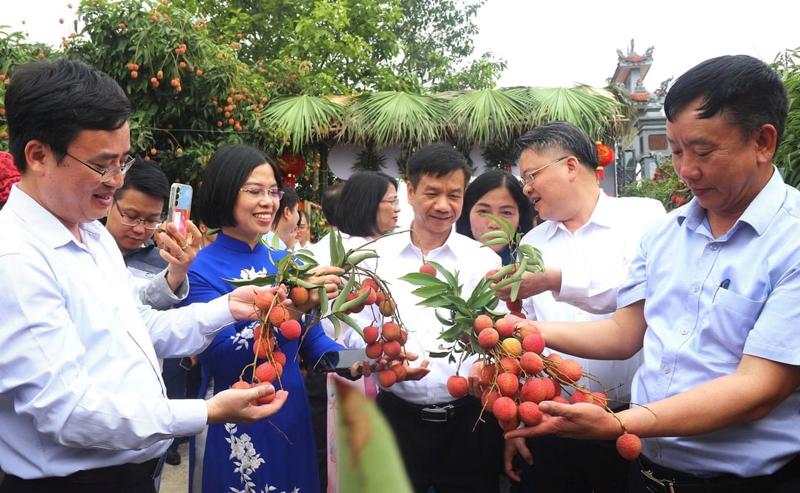Thanks to favorable weather conditions, the quality of lychee this year is highly rated.