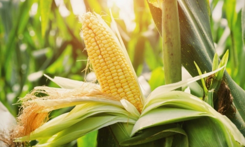 Việt Nam sẽ tăng mua nông sản từ Hoa Kỳ, hướng tới cân bằng thương mại giữa hai nước 