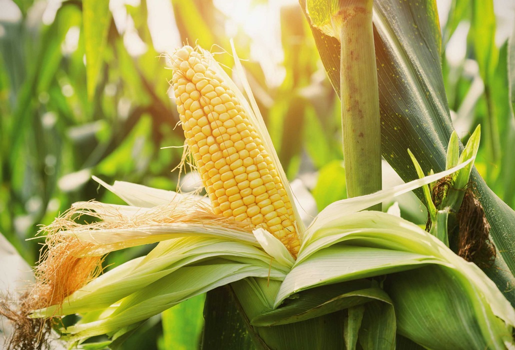 Hàng năm, Việt Nam nhập khẩu khối lượng rất lớn mặt hàng ngô và nguyên liệu thức ăn chăn nuôi từ Hoa Kỳ. Ảnh minh họa.