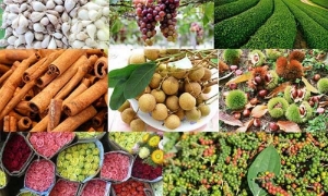 Xuất khẩu nông, lâm, thủy sản 5 tháng đầu năm: Hoa Kỳ vẫn là thị trường lớn nhất của Việt Nam