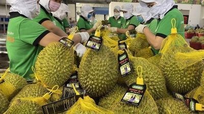 Vietnam's first frozen durian shipment reaches China