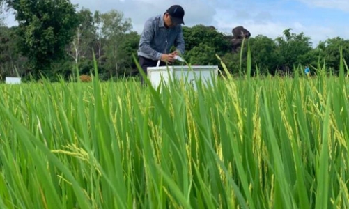 Hơn 20.000 ha lúa ở Nghệ An áp dụng công nghệ canh tác mới: Kỳ vọng hướng tới 