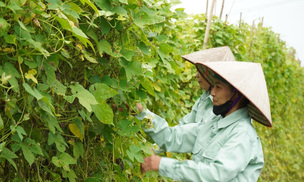 Nông dân hợp tác với Traphaco thu hoạch Bìm bìm biếc trồng theo GACP - WHO.