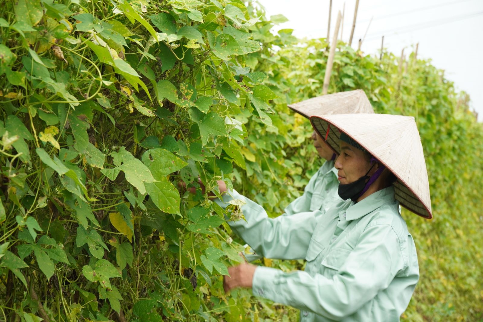 Nông dân hợp tác với Traphaco thu hoạch Bìm bìm biếc trồng theo GACP - WHO.