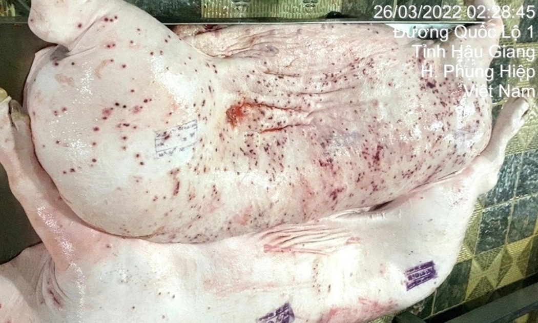 Hình ảnh heo bệnh được đóng dấu kiểm dịch sai quy định.