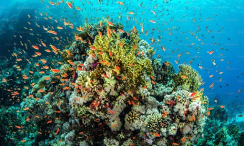 Việt Nam tích cực chung tay bảo tồn và sử dụng bền vững đại dương