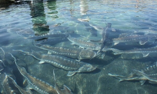 Phát triển thành công mô hình nuôi cá tầm bền vững ở đầu nguồn suối Sủa