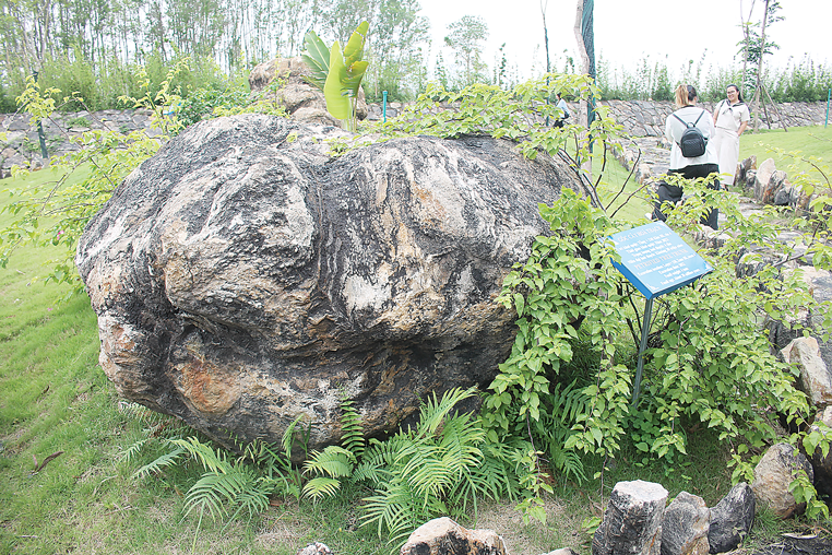 Một gốc c&acirc;y ho&aacute; thạch 30 triệu năm ở mỏ than Na Dương. Ảnh CK