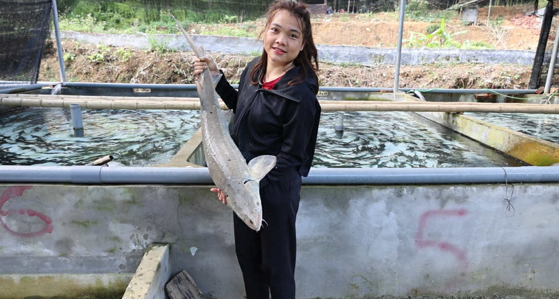 Cá tầm của gia đình chị Lực không chỉ bán trong tỉnh mà còn có thương lái từ Hà Nội, Hải Phòng, Quảng Ninh vào thu mua tận nơi.