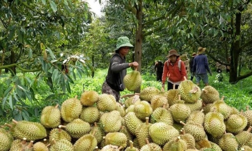 Cấp thiết “cứu nguy” cho ngành hàng sầu riêng