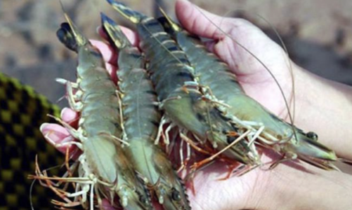 Mỹ áp thuế con tôm Việt Nam hơn 35%, doanh nghiệp xuất khẩu sẽ ra sao? 