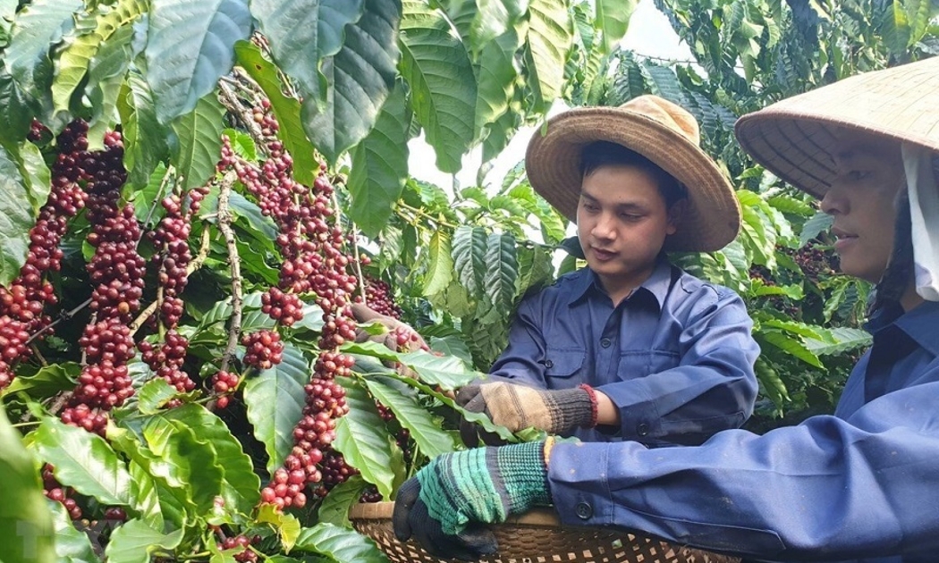 Trong 4 tháng đầu năm 2025, xuất khẩu cà phê sang Tây Ban Nha tăng trưởng 51,4% so với cùng kỳ năm trước. Ảnh minh họa.