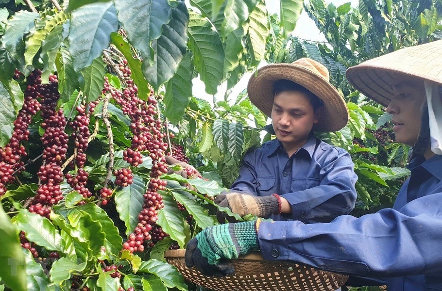 Trong 4 tháng đầu năm 2025, xuất khẩu cà phê sang Tây Ban Nha tăng trưởng 51,4% so với cùng kỳ năm trước. Ảnh minh họa.