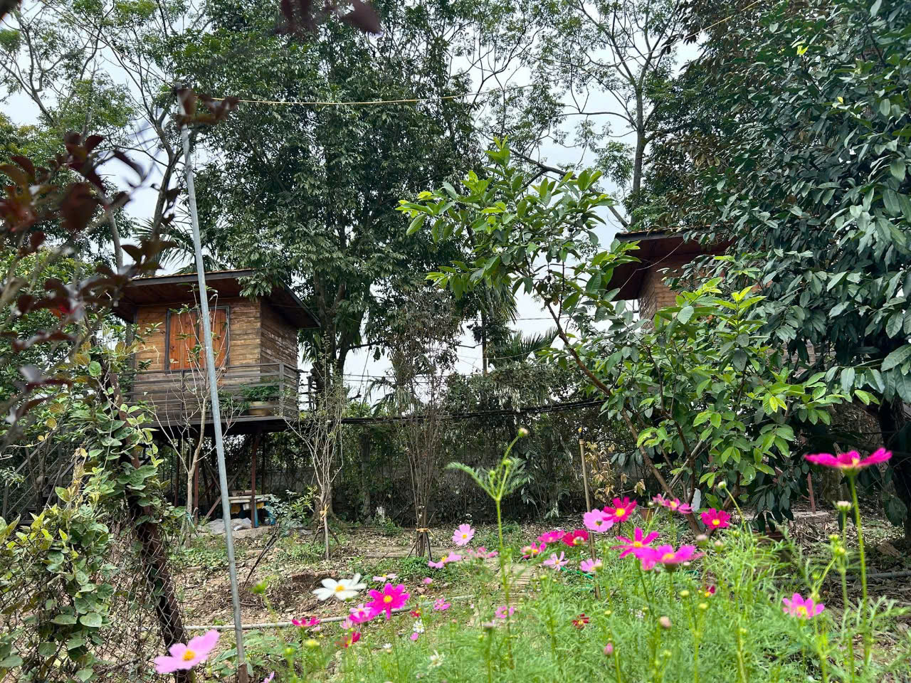 Một góc trang trại Kiến Vàng
