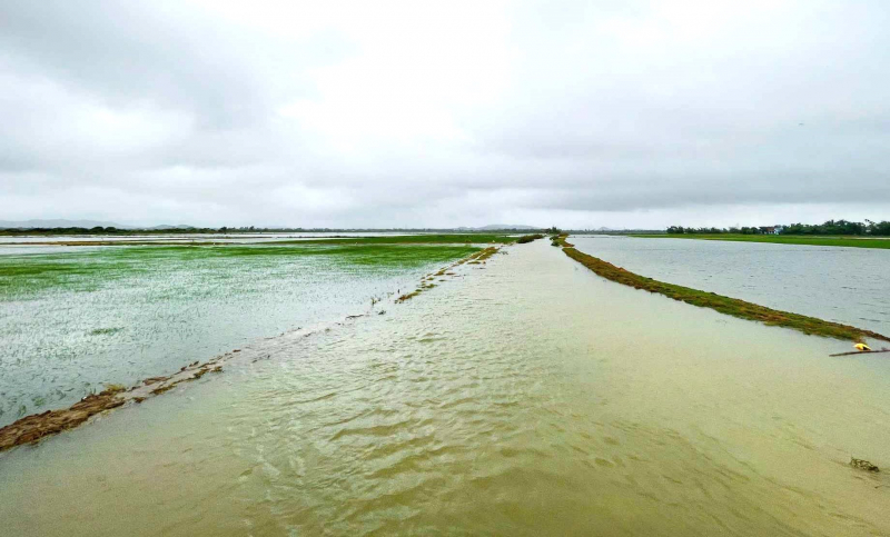 Phần lớn diện t&iacute;ch mạ vừa gieo sạ của x&atilde; Ph&uacute; Hồ, Ph&uacute; Vang, th&agrave;nh phố Huế&nbsp;đ&atilde; bị ngập s&acirc;u trong nước.