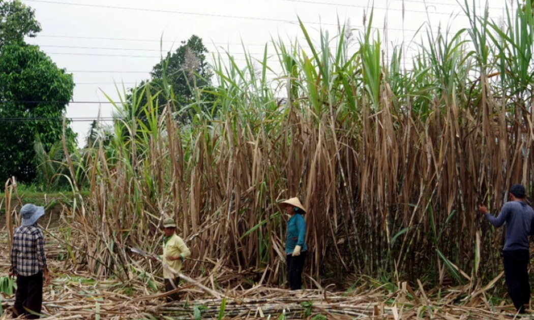 Đường khó tiêu thụ, đời sống nông dân trồng mía sẽ bị ảnh hưởng.