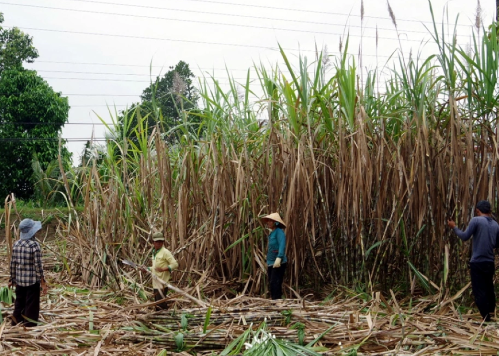 Đường khó tiêu thụ, đời sống nông dân trồng mía sẽ bị ảnh hưởng.