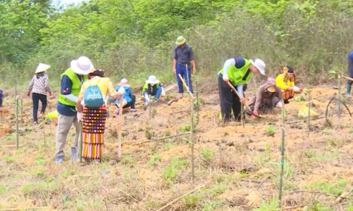 Dự án  phủ xanh 200 ha đất bán ngập nước ở Vườn quốc gia Bến En, Thanh Hóa
