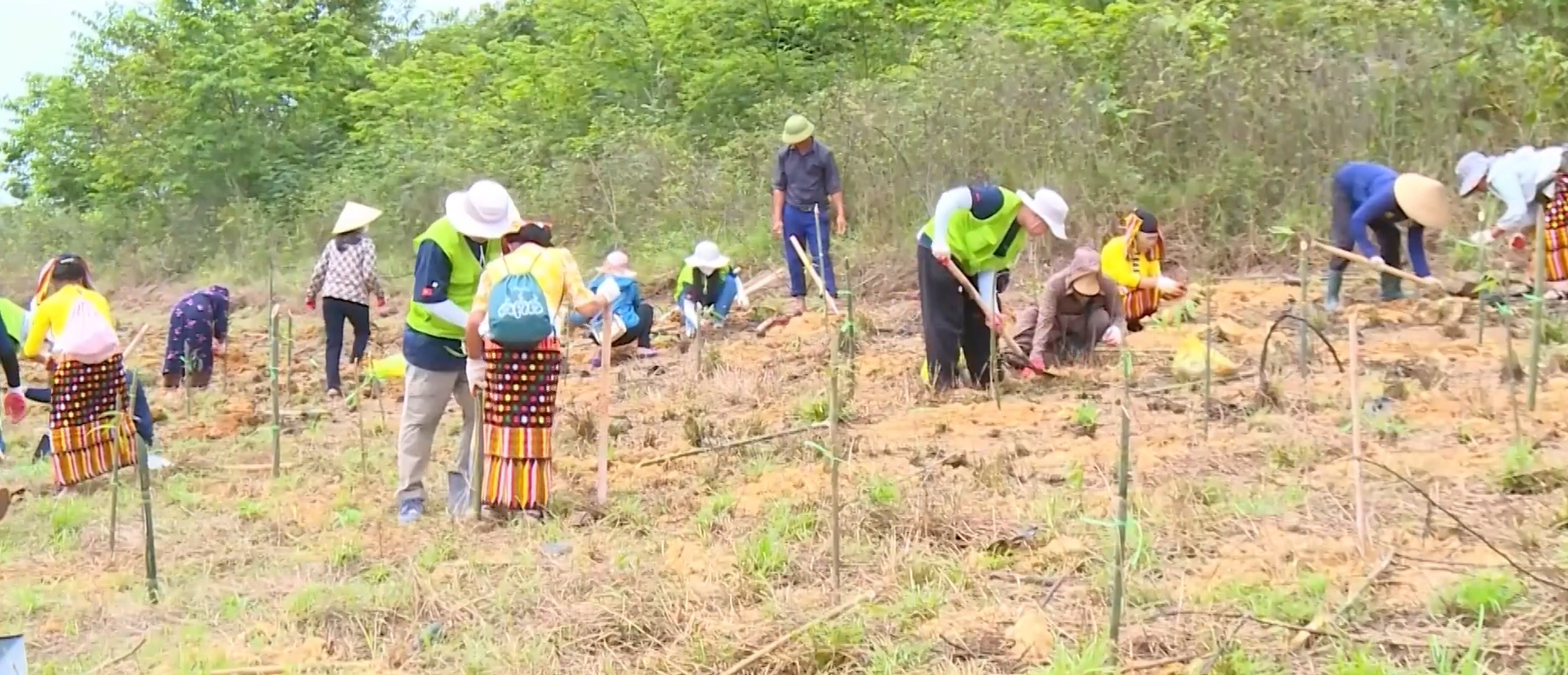 Người dân địa phương cùng các tình nguyện viên tham gia trồng cây Tràm trên dải đất bán ngập nước bên lòng hồ sông Mực.