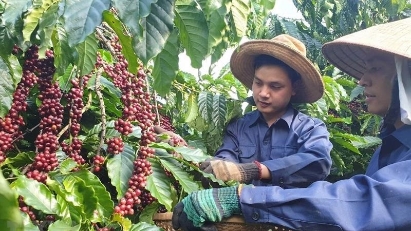 Vietnamese exporters brace for headwinds in Spanish market 