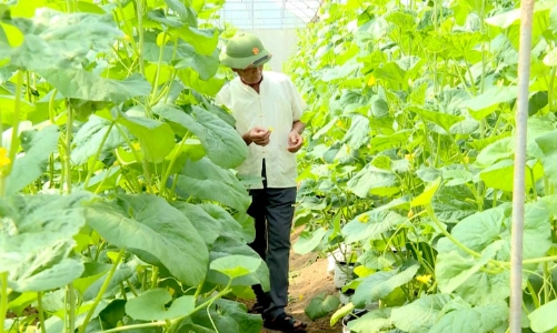 Thanh Hóa đẩy mạnh kết nối thị trường, phát triển nông nghiệp xanh